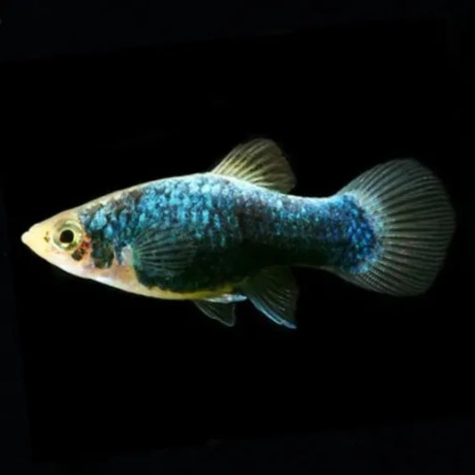 Green Lantern Platy Pet Fish for Aquarium Tank